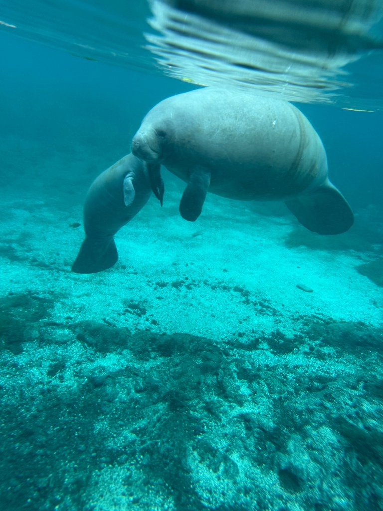 Manatee feeding baby at Silver Springs