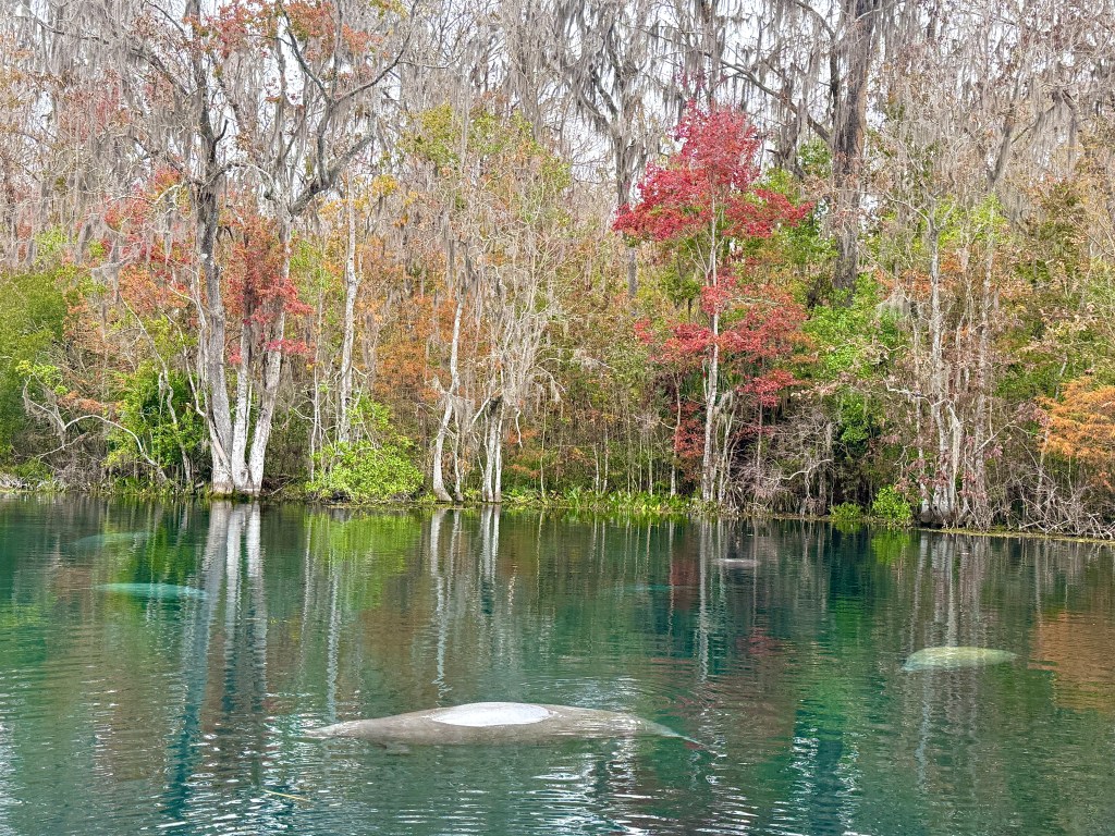 Experience Manatees at Silver Springs: A Winter&nbsp;Adventure